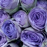 菖蒲