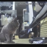 さくまくん