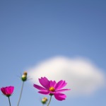 秋桜