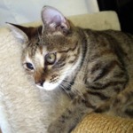 こげねこ